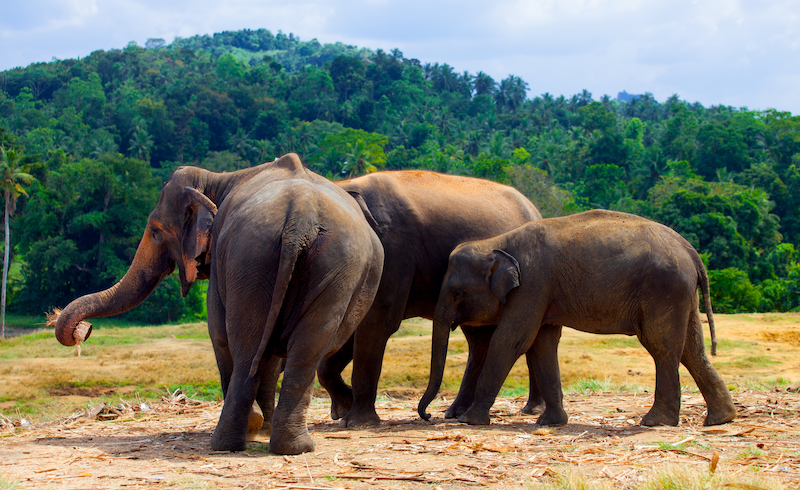 wilpattu-travel-in-srilanka-ceylon-trailor