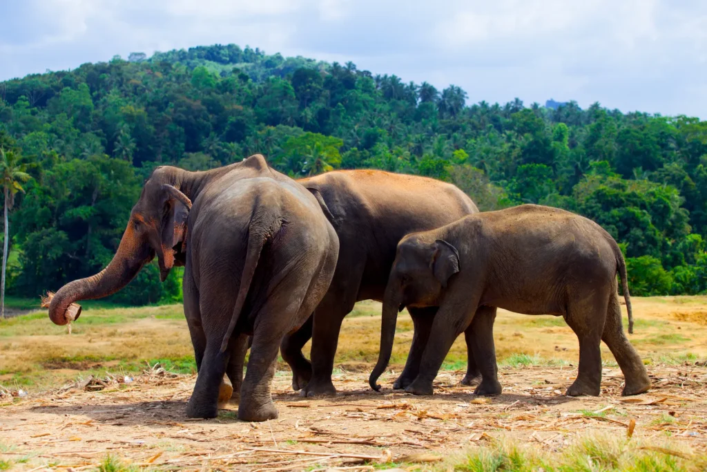 wilpattu-travel-in-srilanka-ceylon-trailor.